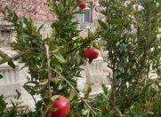 Satılır 2.5 sot torpaq Həzi Aslanov m.