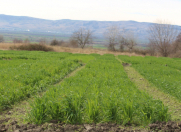 Satılır 10 sot torpaq Zaqatala