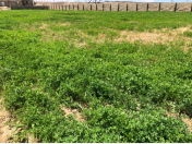 Satılır 200 sot torpaq Balaxanı