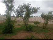 Satılır 3 sot torpaq Albalı