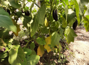 Satılır 3 otaqlı 110 m2 həyət evi Türkan