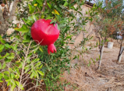 Satılır 5 otaqlı 300 m2 bağ evi Türkan