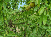 Satılır 3 otaqlı 80 m2 bağ evi Pirşağı