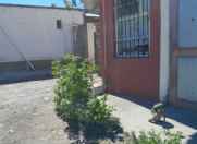 Satılır 2 otaqlı 36 m2 həyət evi Biləcəri