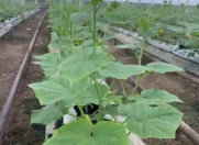 Satılır 5 otaqlı 300 m2 obyekt Buzovna