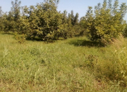 Satılır 1.06 sot torpaq Quba