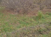 Satılır 65 sot torpaq Xaçmaz