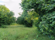 Satılır 41 sot torpaq Oğuz