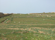 Satılır 43 sot torpaq Saray