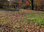 Satılır 24 sot torpaq Qəbələ