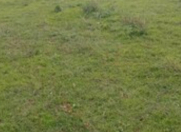 Satılır 100 sot torpaq Ağstafa