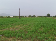 Satılır 250 sot torpaq Şabran