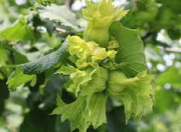 Satılır 10 sot torpaq Qəbələ