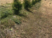 Satılır 712 sot torpaq Göyçay