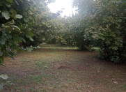 Satılır 29 sot torpaq Oğuz