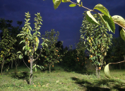 Satılır 25 sot torpaq Göyçay