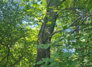 Satılır 16 sot torpaq Qusar