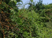 Satılır 3500 sot torpaq Göyçay