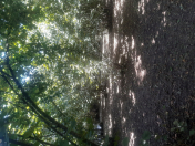 Satılır 20 sot torpaq Qəbələ