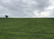 Satılır 430 sot torpaq Quba