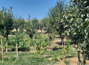 Satılır 36 sot torpaq Buzovna