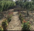 Satılır 1 otaqlı 70 m2 bağ evi Fatmayı