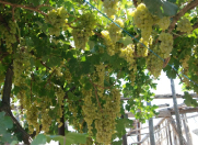 Satılır 33 sot torpaq Bilgəh