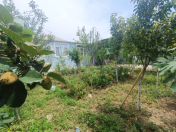 Satılır 5 otaqlı 650 m2 həyət evi Binəqədi