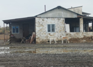 Satılır 10000 sot torpaq Neftçala