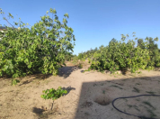 Satılır 15 sot torpaq Sea Breeze Resort