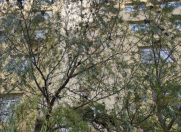 Satılır 3 otaqlı 70 m2 yeni tikili Xırdalan