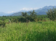 Satılır 24 sot torpaq Qəbələ