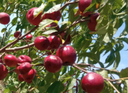 Satılır 70 sot torpaq Xaçmaz