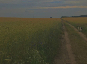 Satılır 1000 sot torpaq İsmayıllı