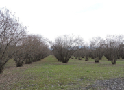 Satılır 4 sot torpaq Qəbələ