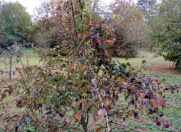 Satılır 42 sot torpaq Qəbələ