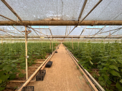 İcarəyə verilir 300 sot torpaq Fatmayı