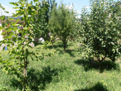 Satılır 5 sot torpaq Qəbələ