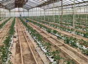 Satılır 5 otaqlı 30000 m2 obyekt Salyan