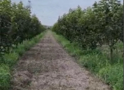 Satılır 350 sot torpaq Göyçay