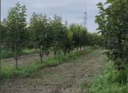 Satılır 100 sot torpaq Göyçay