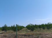 Satılır 1500 sot torpaq Xaçmaz