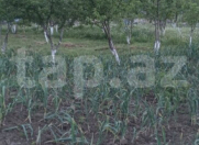 Satılır 3 sot torpaq Şamaxı