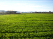 Satılır 250 sot torpaq Lənkəran