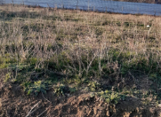 Satılır 10 sot torpaq Biləsuvar