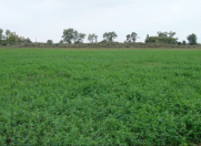 Satılır 146 sot torpaq Samux