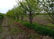 Satılır 35 sot torpaq Xaçmaz