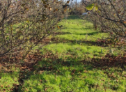 Satılır 10 sot torpaq Xaçmaz