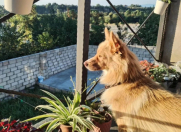 İcarəyə verilir 3 otaqlı 65 m2 həyət evi Qusar