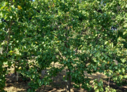 Satılır 7 otaqlı 270 m2 bağ evi Görədil